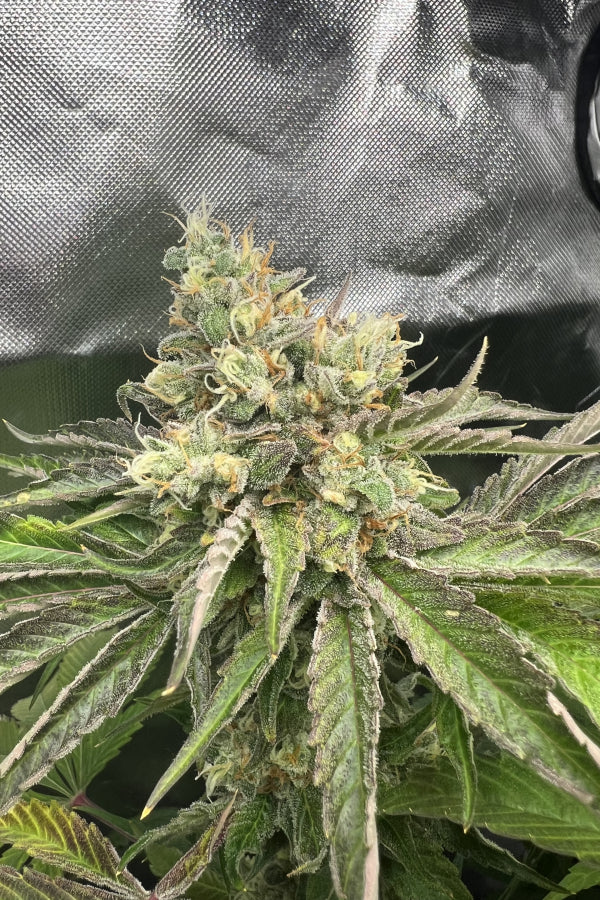 Gorilla Melon Feminised (Not Auto)
