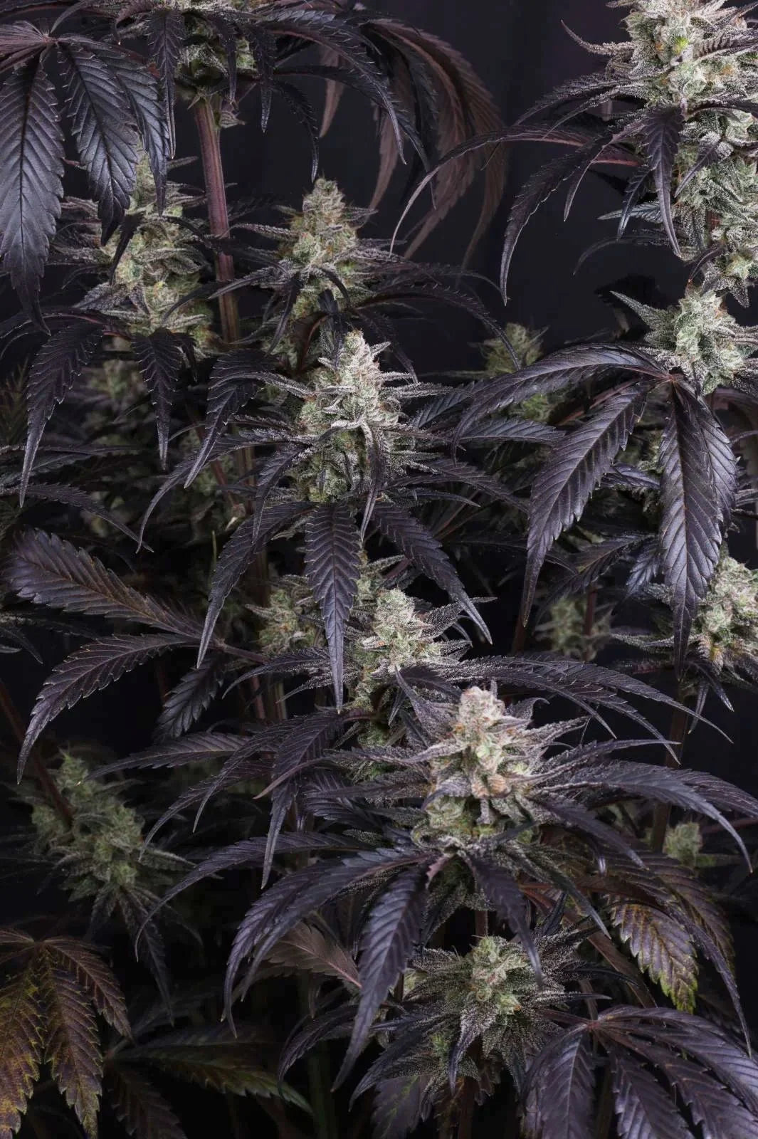 Strawberry Gorilla Auto RF3 - 2+1 free