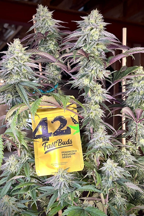 Papaya Sherbet feminised (not Auto)