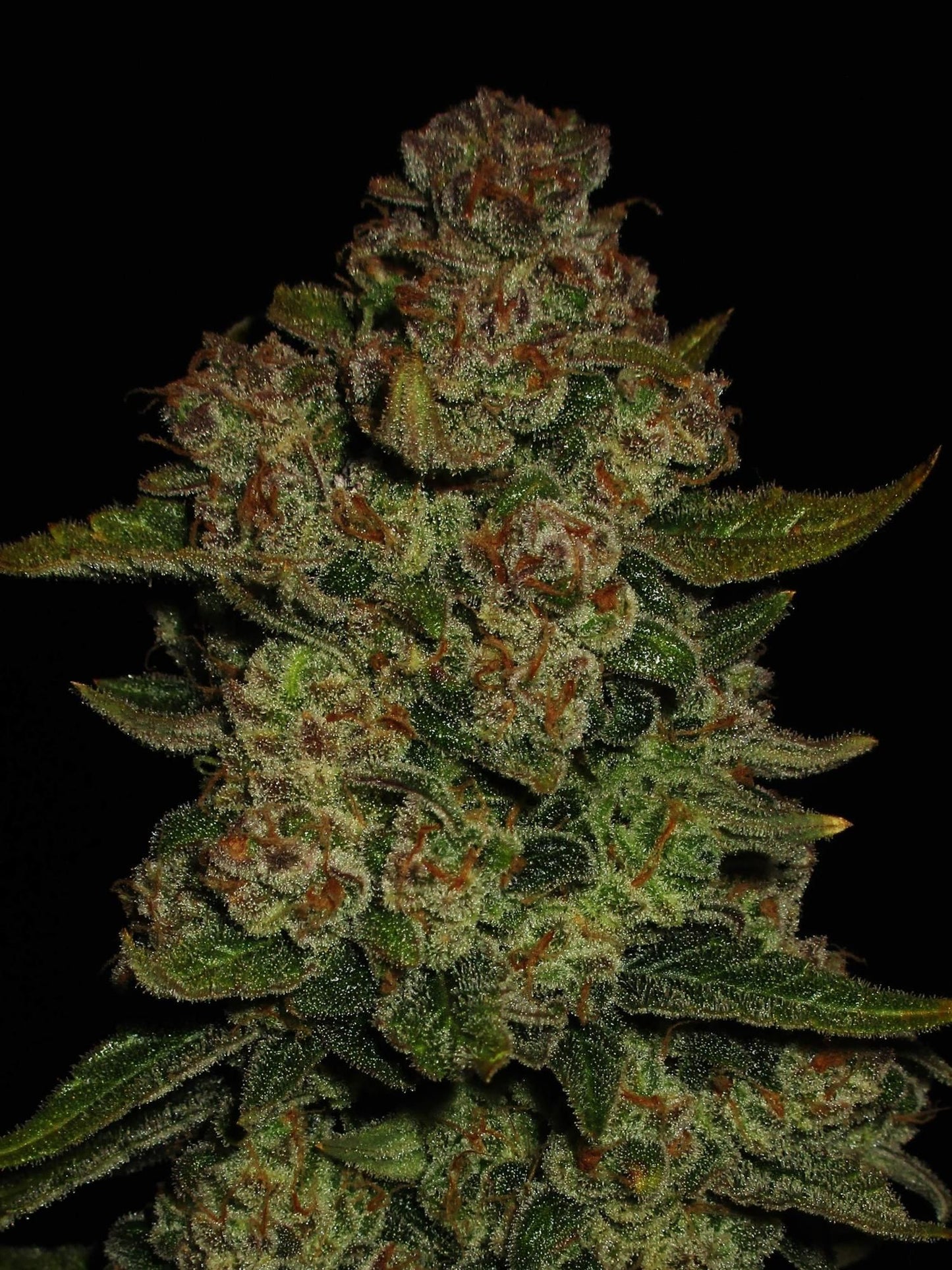 Papaya Cookies Auto™