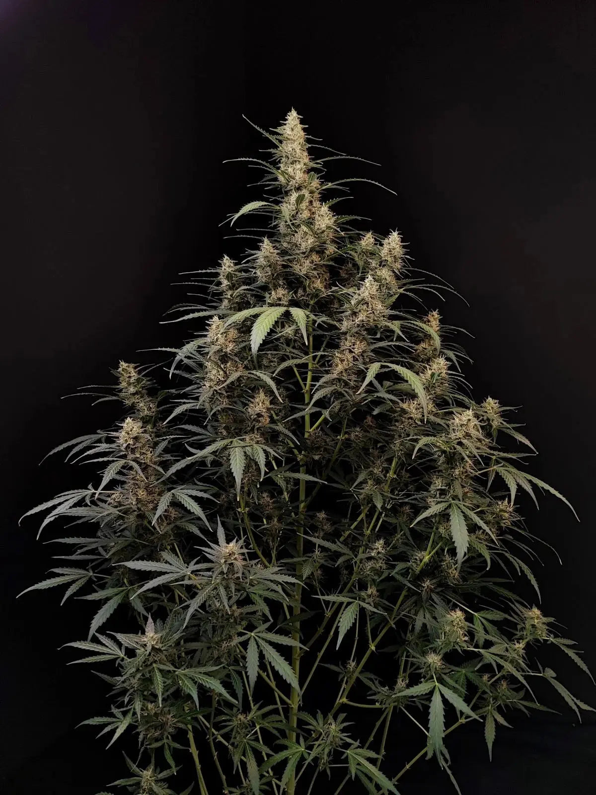 Amnesia Haze Auto FASTBUDS