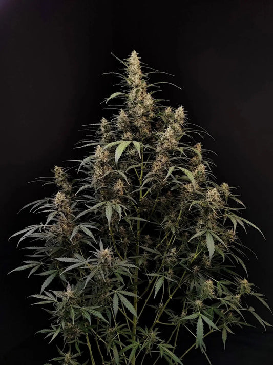 Amnesia Haze Auto FASTBUDS