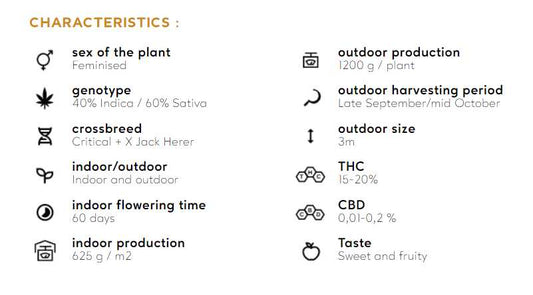 CRITICAL JACK Silent Seeds