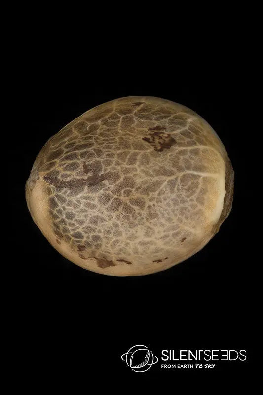 CRITICAL JACK Silent Seeds