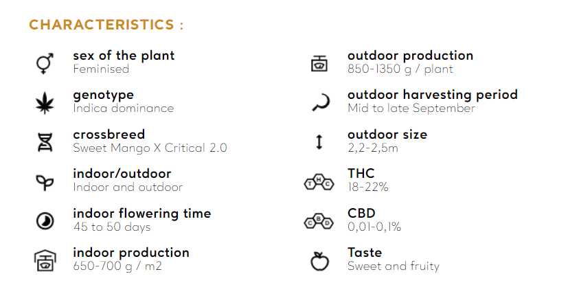 CRITICAL MANGO Silent Seeds
