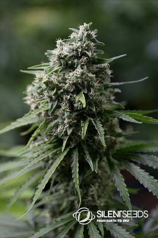 CRITICAL+ 2.0 Silent Seeds