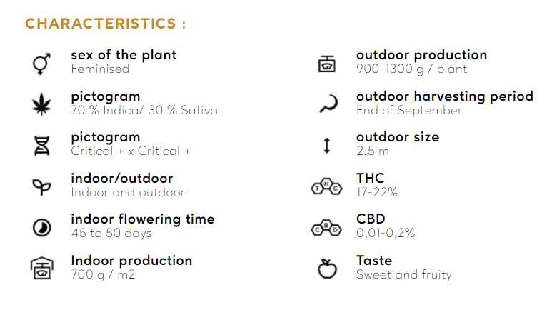 CRITICAL+ 2.0 Silent Seeds