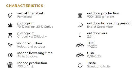 CRITICAL+ 2.0 Silent Seeds