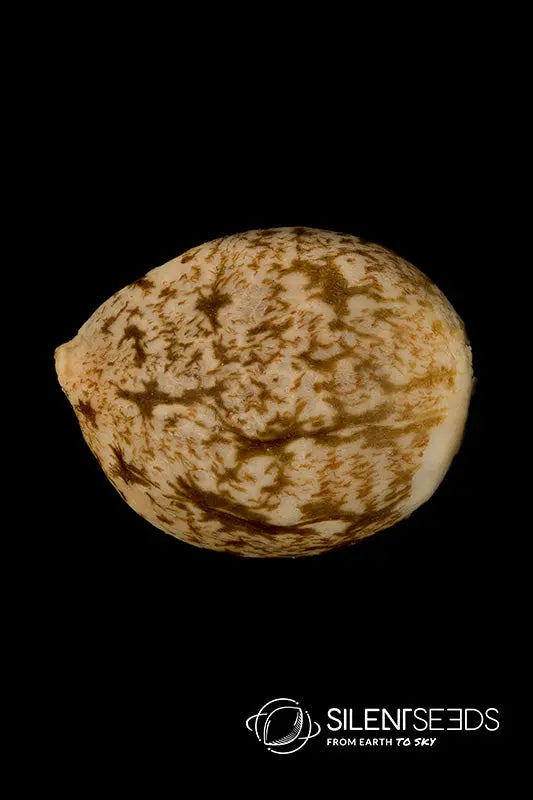 CRITICAL+ 2.0 Silent Seeds