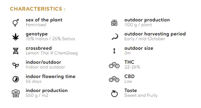 OG KUSH Silent Seeds