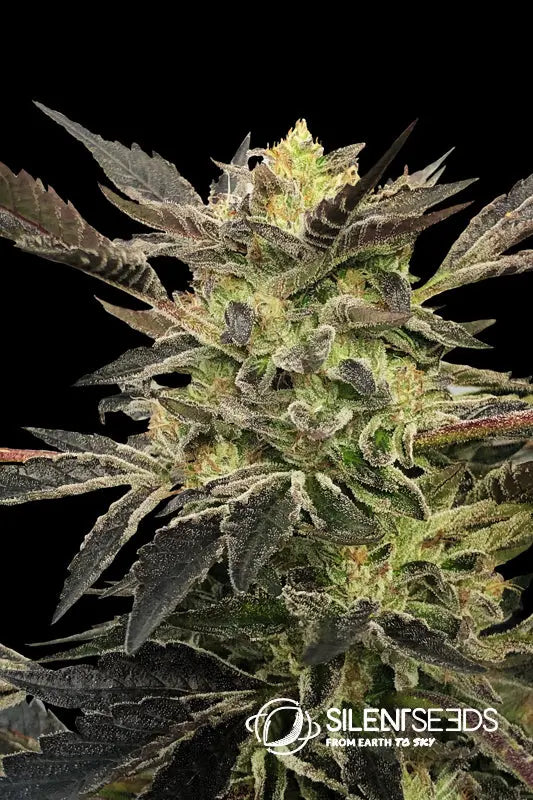 PINK SUNSET AUTO BY SHERBINSKIS Silent Seeds