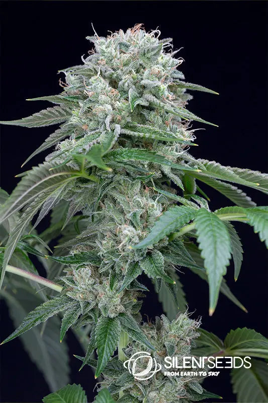 STARFIRE OG Silent Seeds