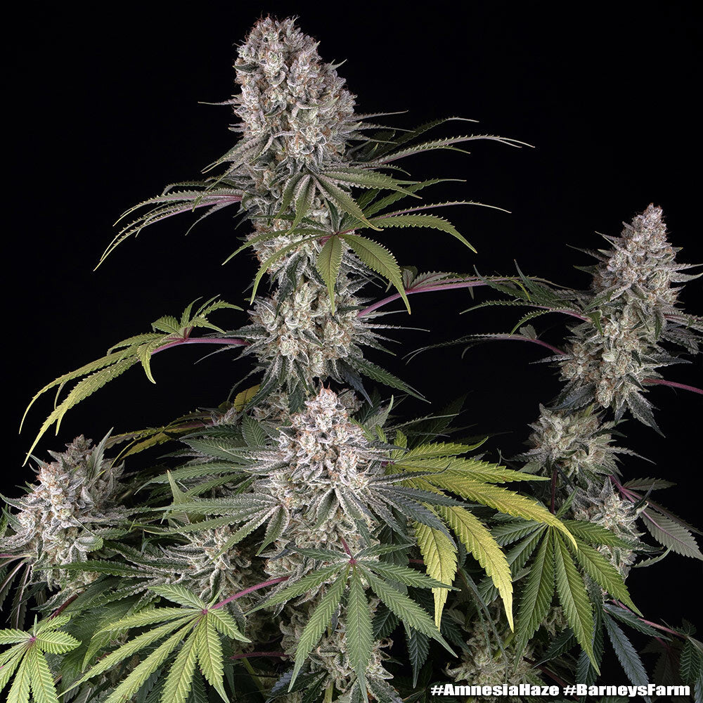 Amnesia Haze Strain