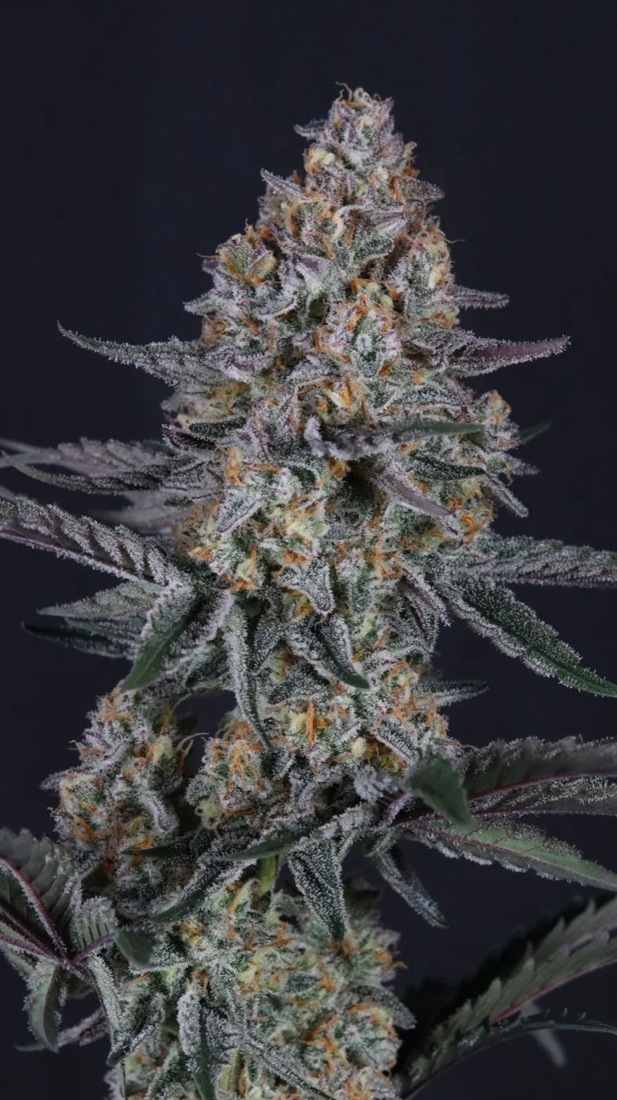 Guava Sundae Auto 2+1 FREE