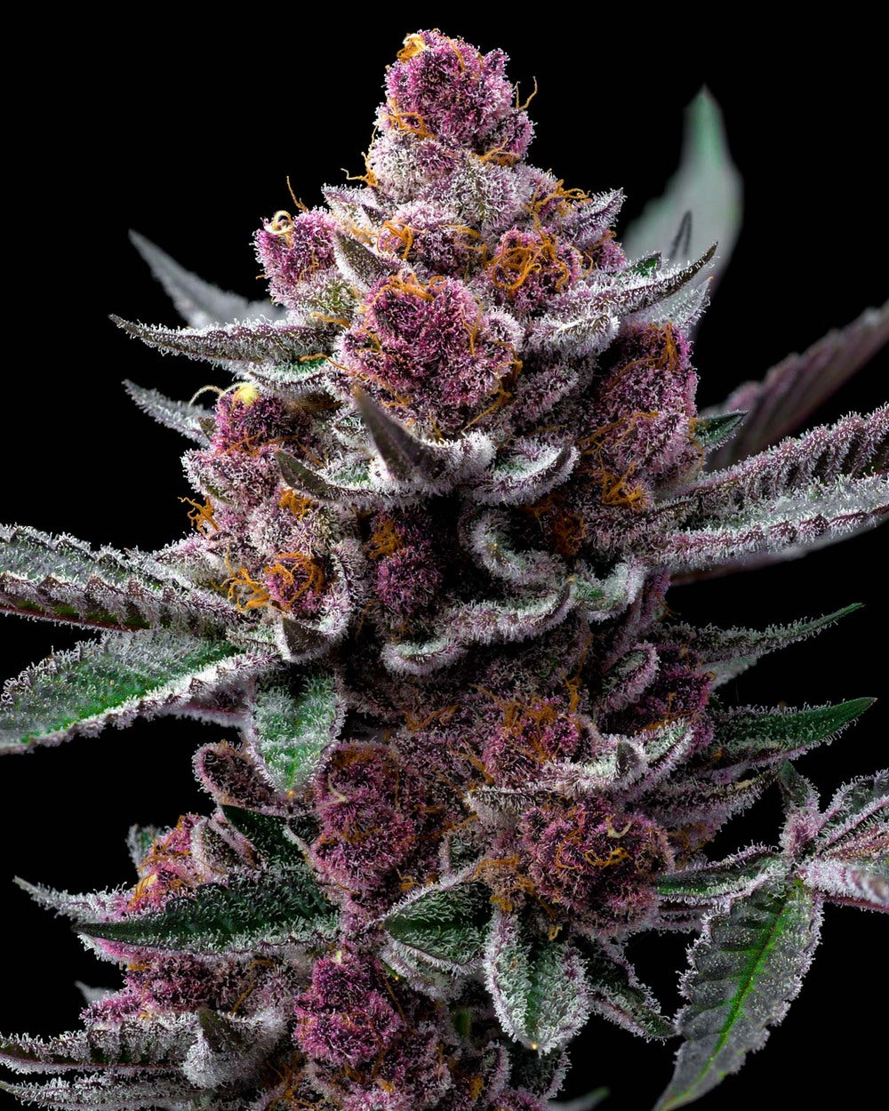 CHERRY POPPERS STRAIN