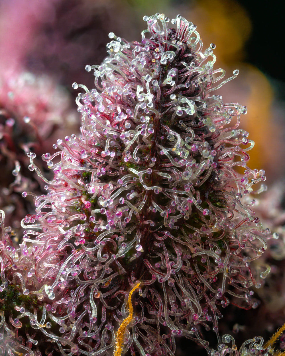 CHERRY POPPERS STRAIN