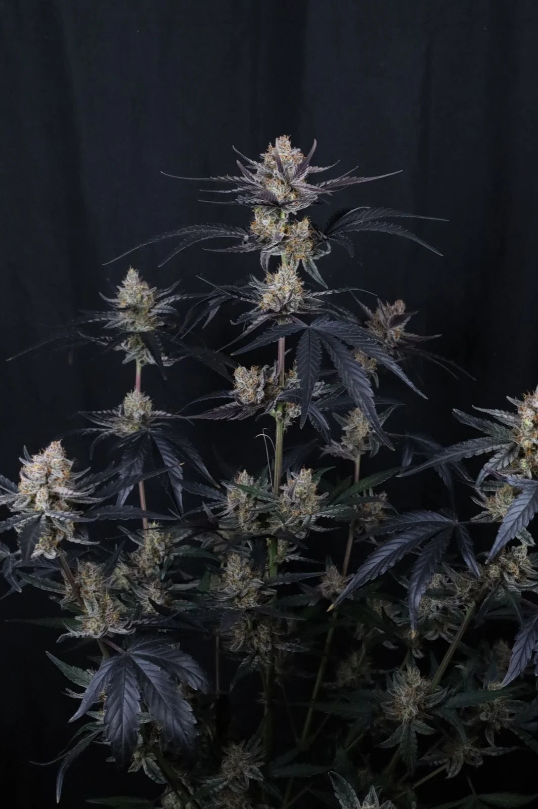 Guava Runtz Auto 2+1 FREE