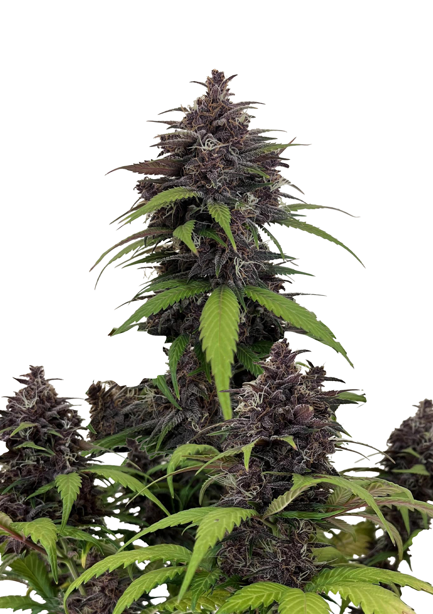 Purple Haze Auto