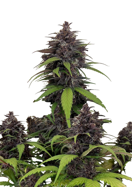 Purple Haze Auto