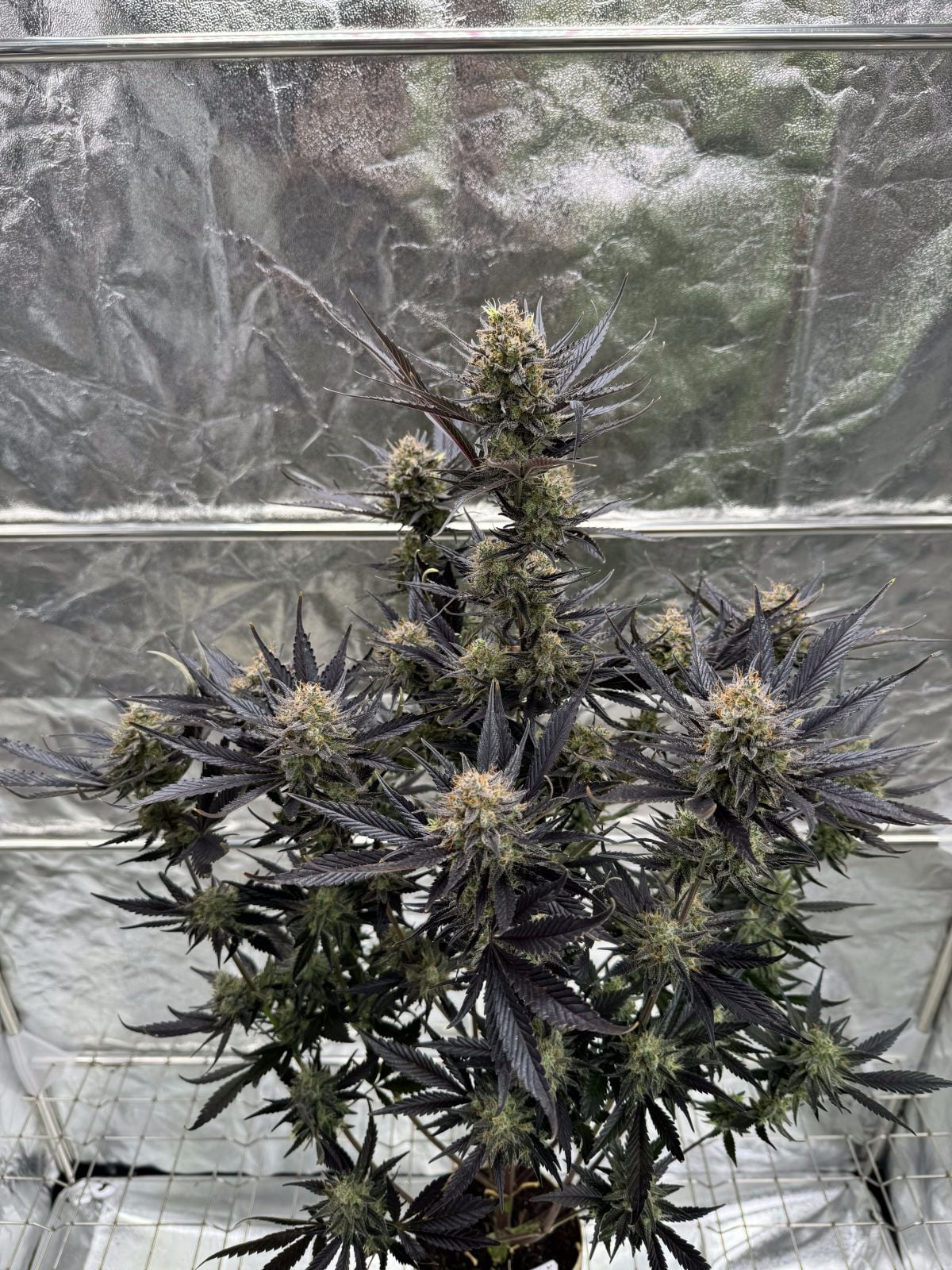 Guava Auto RF3™ 2+1 FREE