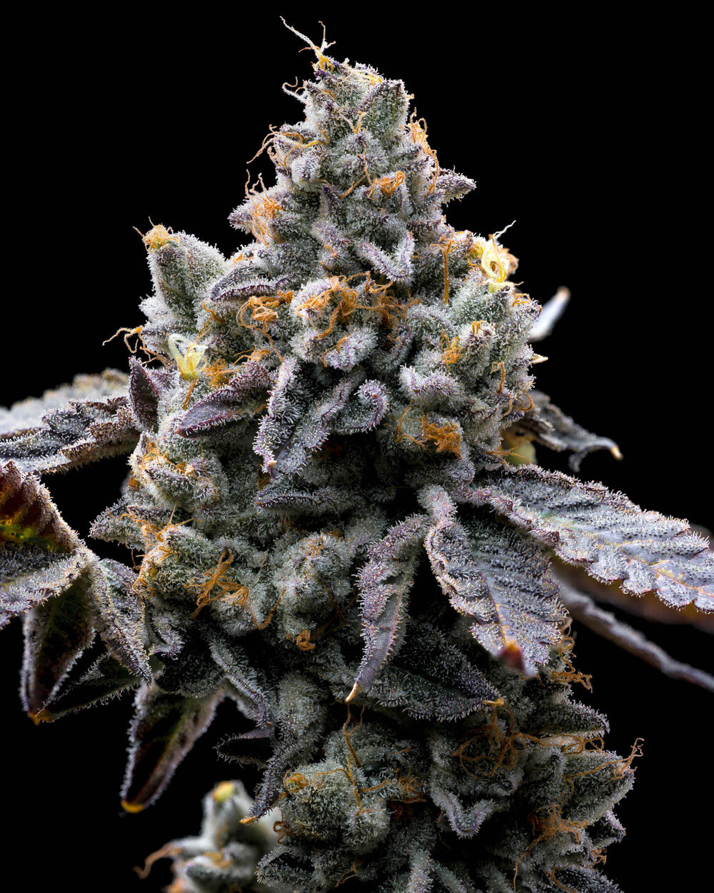 GMO COOKIES STRAIN