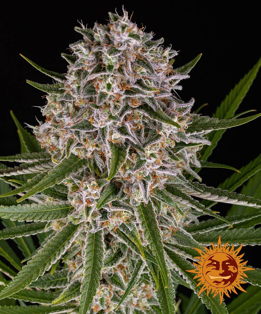 LEMON HAZE AUTO STRAIN