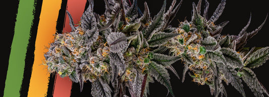 Julian Marley Seeds
Julian Marley Special