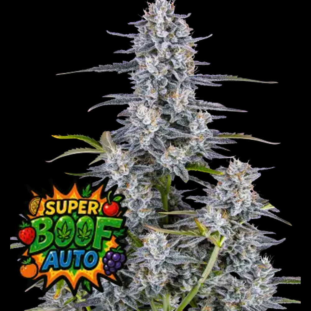 Super Boof Auto