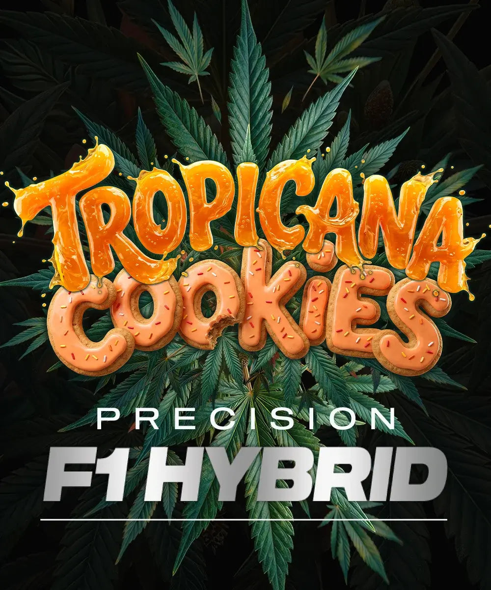 Tropicana Cookies Auto Strain