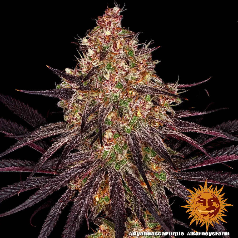 AYAHUASCA PURPLE Barney's Farm