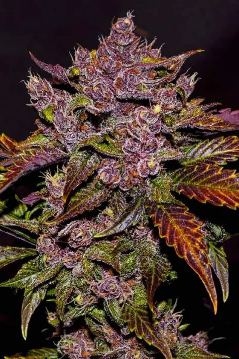 Blackberry Auto FASTBUDS