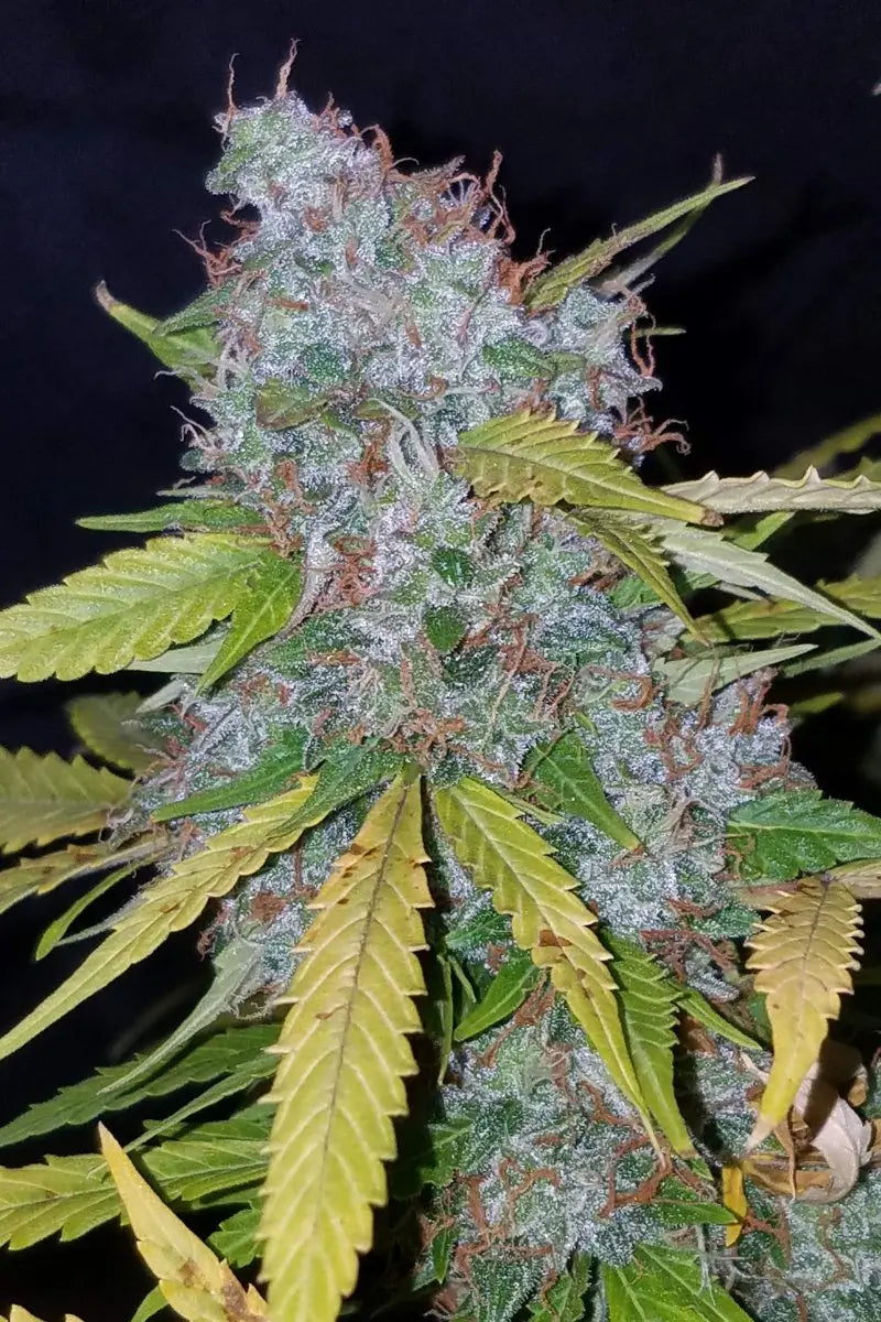 Californian Snow Auto FASTBUDS