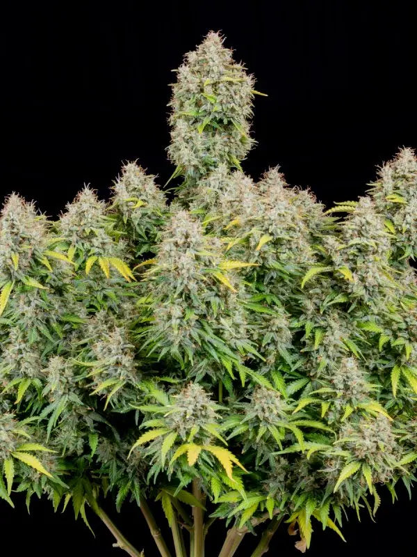 Cinderella Auto FASTBUDS