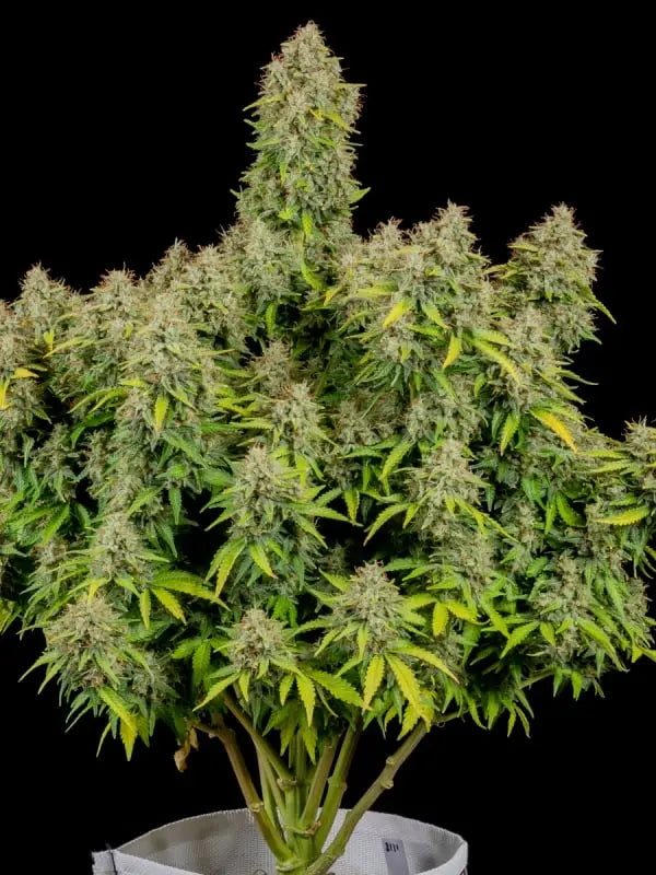 Cinderella Auto FASTBUDS