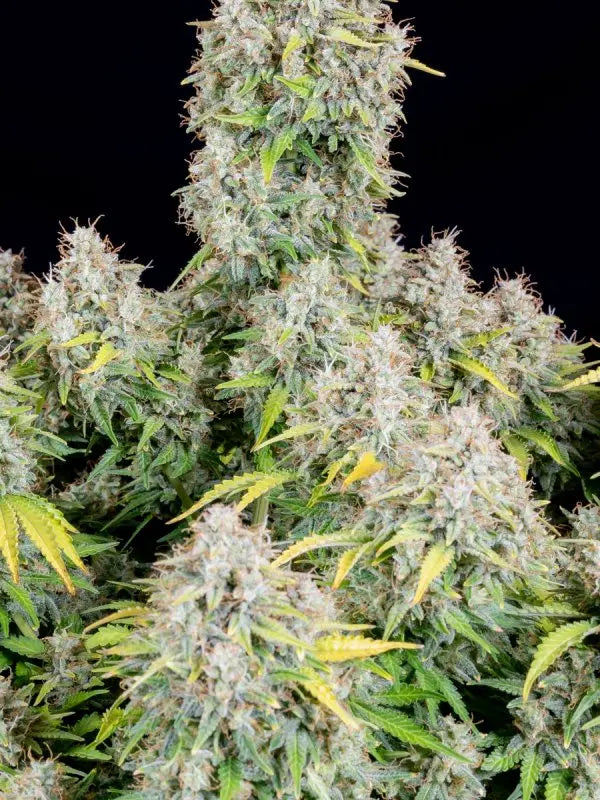 Cinderella Auto FASTBUDS