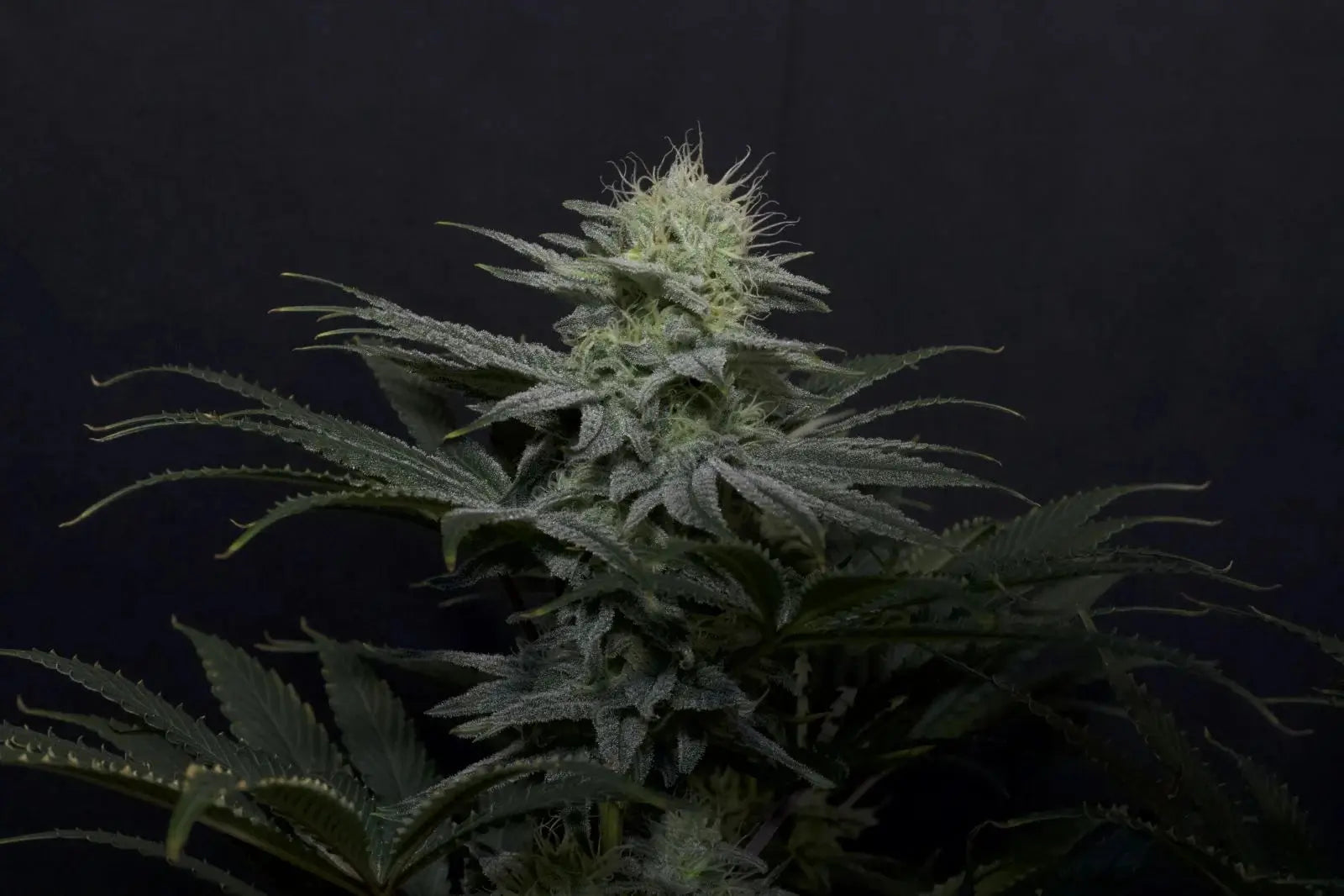 GG4 Sherbet FASTFLOWERING FASTBUDS