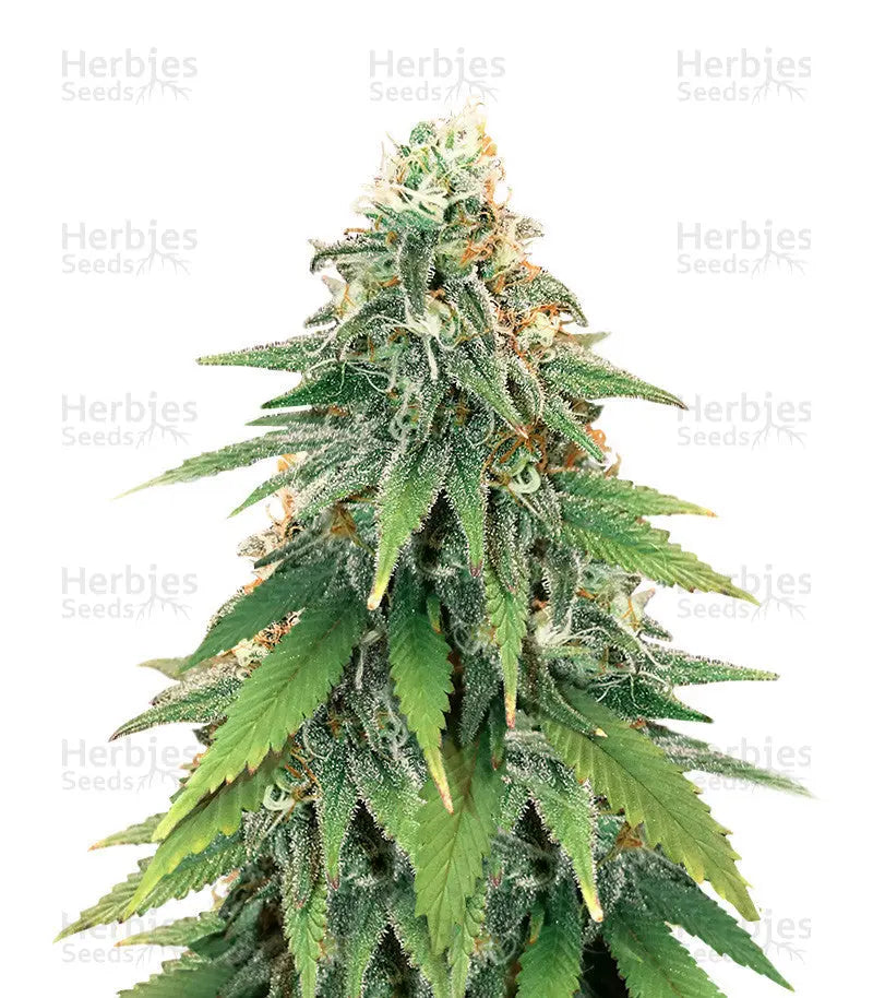 GODZILLA GLUE #4 Herbies Seeds