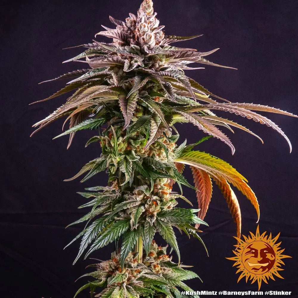 KUSH MINTZ Barney's Farm