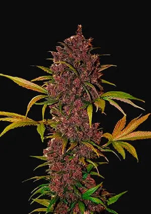 LSD-25 Auto FASTBUDS