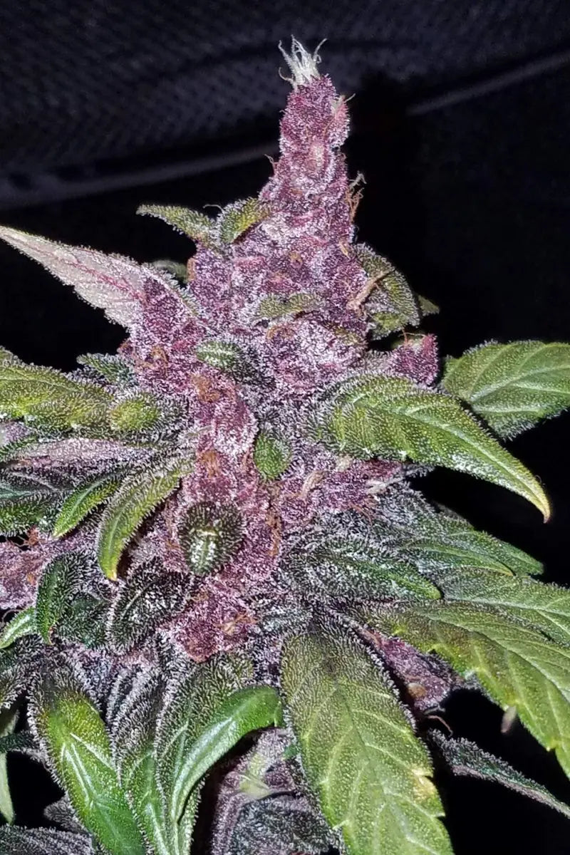 LSD-25 Auto FASTBUDS