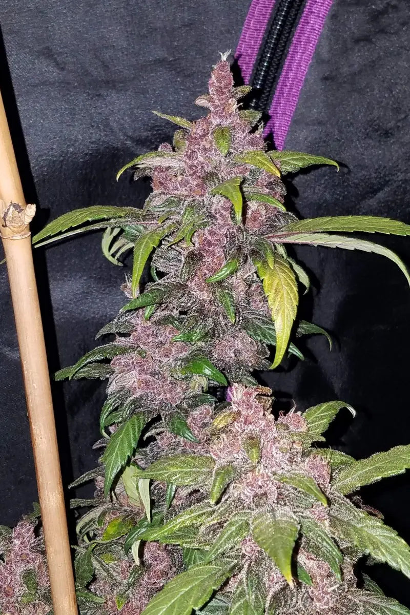 LSD-25 Auto FASTBUDS