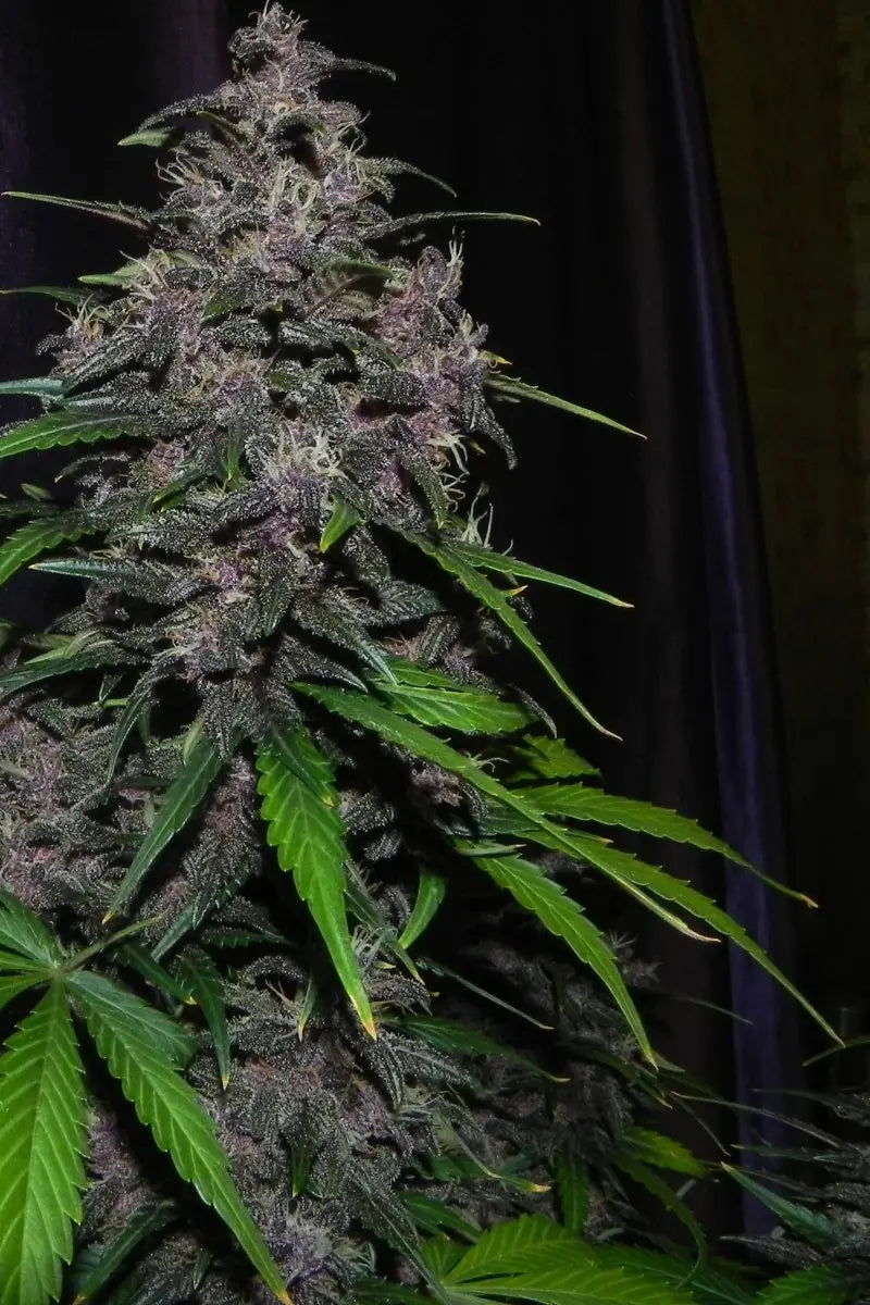 LSD-25 Auto FASTBUDS