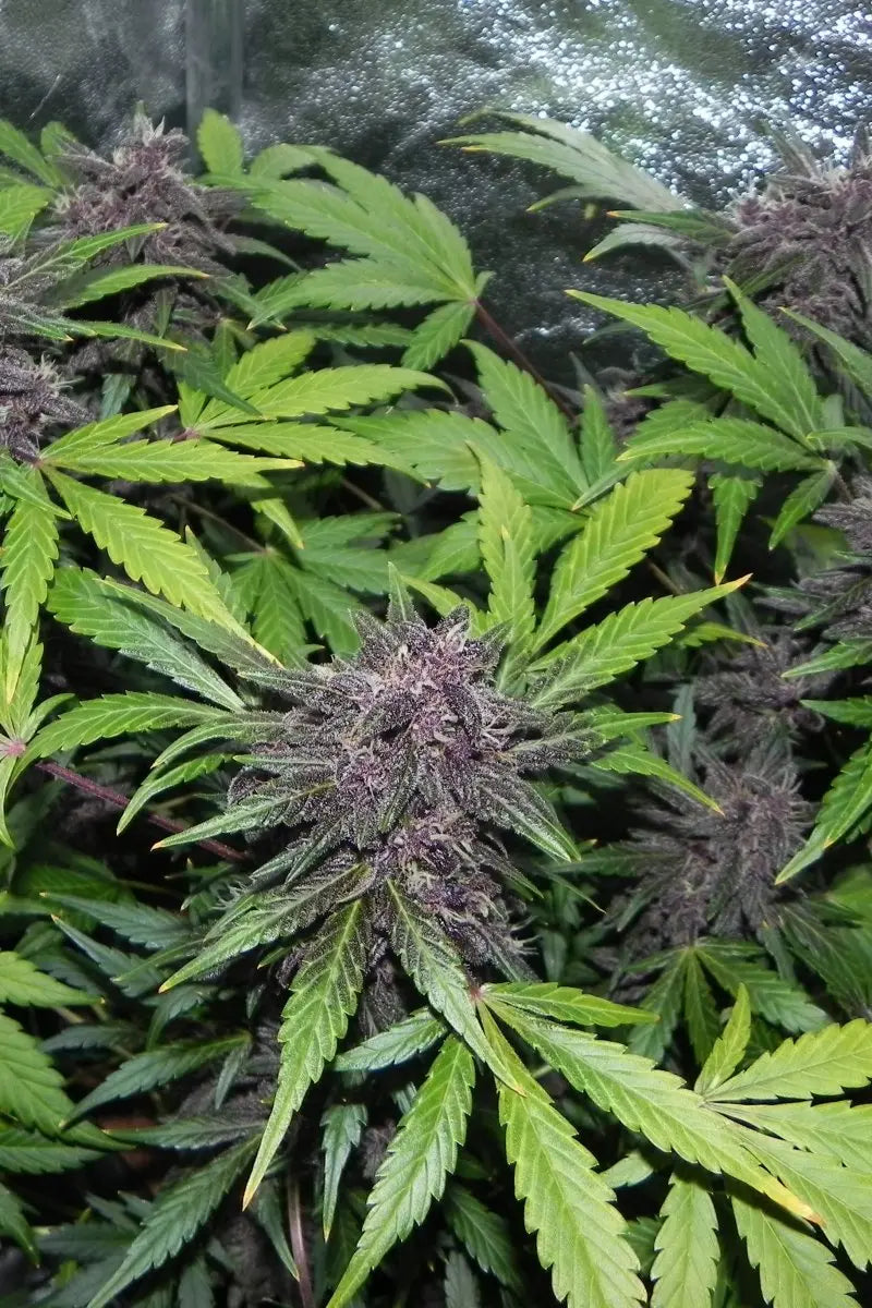 LSD-25 Auto FASTBUDS