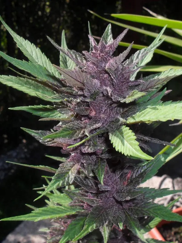 LSD-25 Auto FASTBUDS