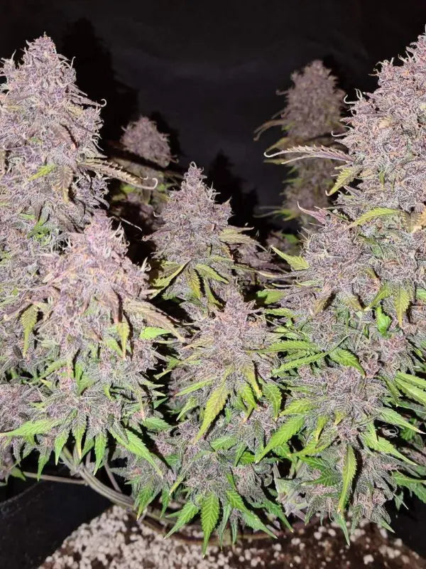 LSD-25 Auto FASTBUDS