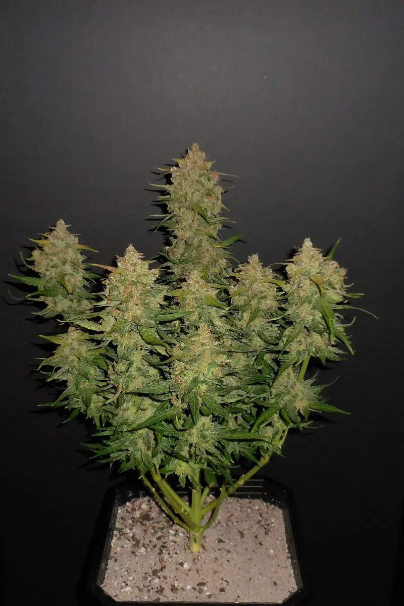 Lemon AK Auto FASTBUDS