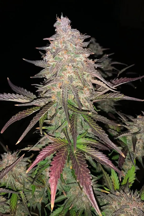 Lemon Pie Auto FASTBUDS