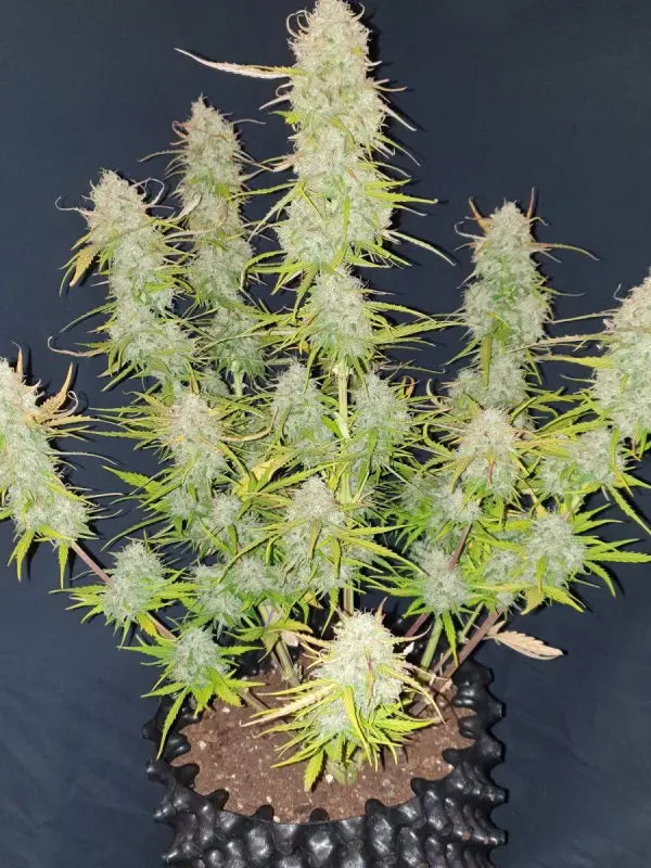 Mexican Airlines Auto FASTBUDS