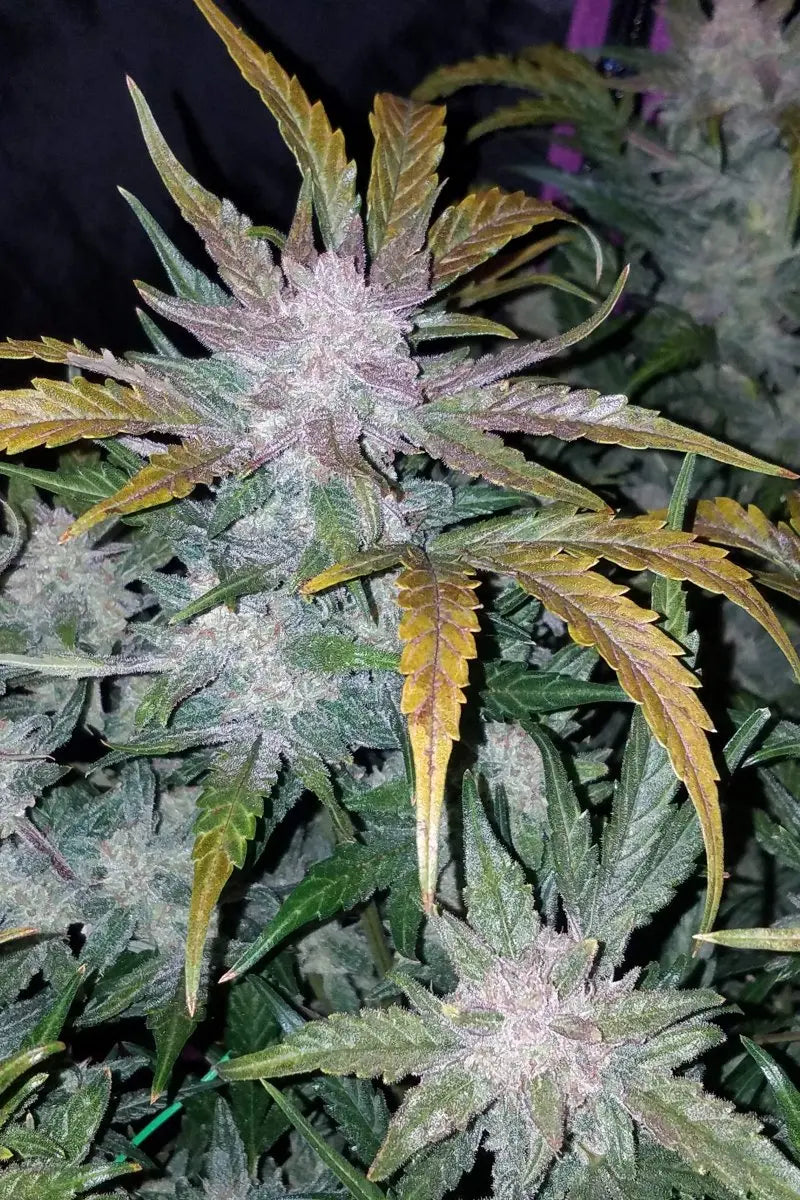 Mexican Airlines Auto FASTBUDS