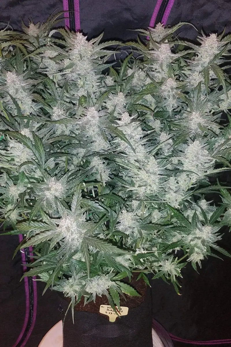 Mexican Airlines Auto FASTBUDS